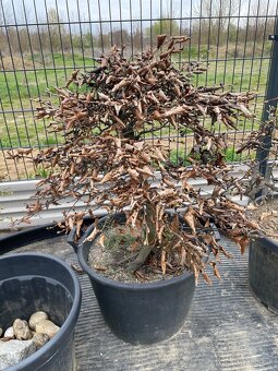 Predám yamadori - 2