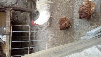 Kohut leghorn - 2