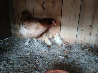 Kuriatka + kvočka Marans pšeničná - 2