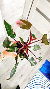 Philodendron pink princess marble - 2