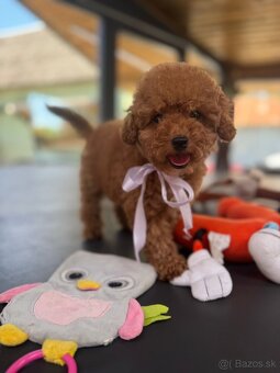 Toy pudel / Toy poodle - 2
