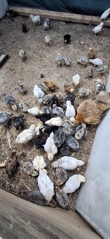 Ameraucana - 2