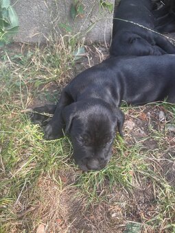 Cane Corso - 2