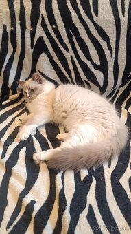 Ragdoll Kocúrik - 2
