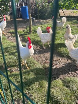 Kohútikov Leghorn - 2