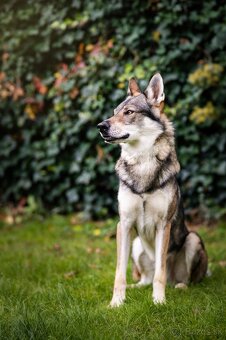 Československý vlčiak šteniatka s PP - 2