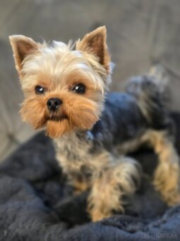 Predam Yorkshire s PP - 2