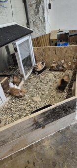 Morské prasiatko - 2