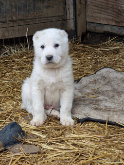 Stredoázijský ovčiak SAO s PP - 2