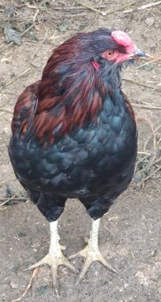 Kohút - araucan divokosfarbený - 2