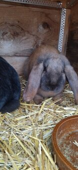 Francúzsky baran - 2