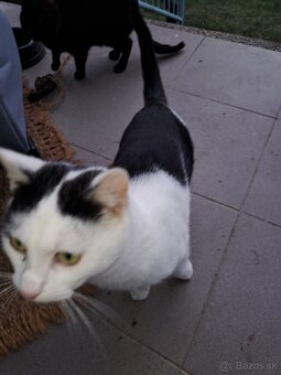 Kocurik Hugo hlada domov - 2