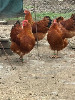 Predám nasadove vajíčka hempšir - 2