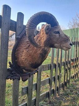 Muflon, preparát, trofej, trofeje, parozie - 2