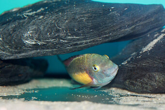 Tropheus red raimbow kapere - 2