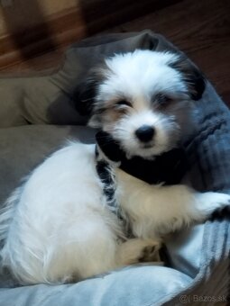 Shitzu+ Jack Russel - 2