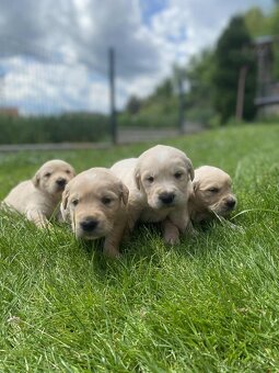 Zlatý retriever - 2