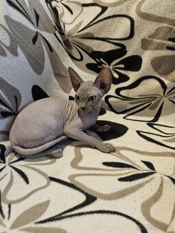 Sphynx - 2