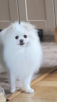 Pomeranian s PP - 2