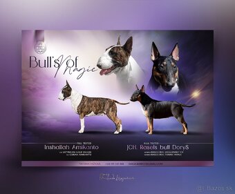 Standard bullterrier ihneď k odberu - 2