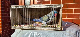 Alexander malý opalin violet pastel - 2