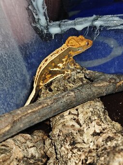 Pagekon riasnaty (predaj - vymena) - 2