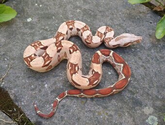 Boa imperator - VPI T+ Albino het Blood, Normal DH VPI Blood - 2