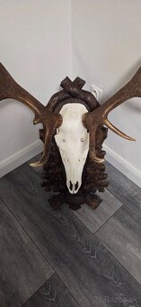 Jelenie parožie - 2