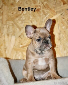 Francúzsky buldoček s PP - 2