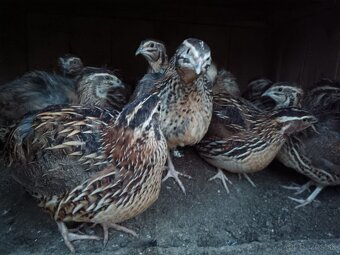 Prepelice faraon - 2