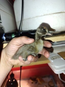 Trojdnove kacatka - 2