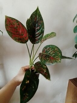 Aglaonema - 2
