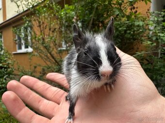 Osmák Degu- Pied Black - 2