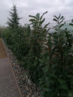 Vavrínovec, červienka, tuja - Galanta - 2