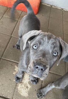 Americký bandog - 2