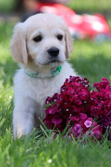 Zlatý retriever/ Golden retriever - 2
