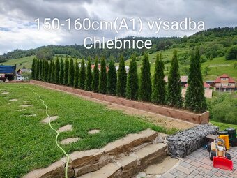 Tuja Smaragd, vavrínovec, červienka - Dolný Kubín, Ružombero - 2