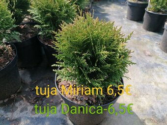 Tuja Smaragd, vavrínovec, červienka - Dolný Kubín, Ružombero - 2