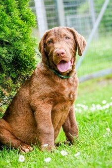 Hnědý retriever(jako hnědý labrador-chesapeake)sPP - 2