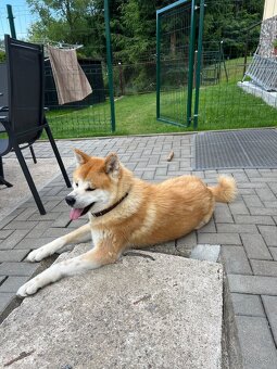 Akita inu - 2