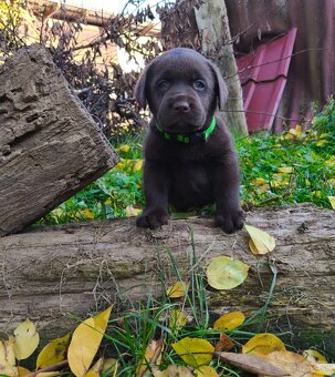 Labrador retriever s PP , Labradorsky retriever - 2