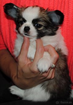 Čivava dlhosrstá s PP - 2