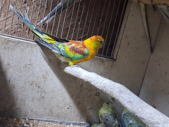 Papagaje spevave - 2