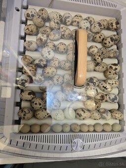 Prepeličie vajíčka - 2