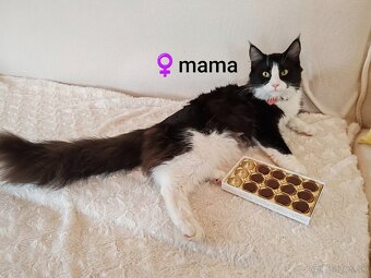 Mainska myvalia mačiatko bez PP - 2