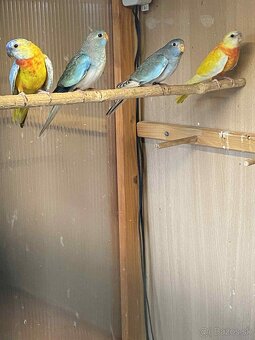 Neofema modrohlavá 2,0 modrá DF kr.25 - 2