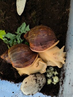 Africký slimák - 2