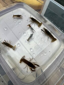 Darujem rakov do akvária - 2