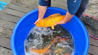 koi kapre predaj - 2