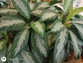 Aglaonema silver diamond - 2